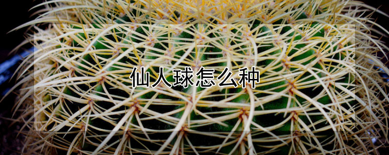 仙人球怎麼種