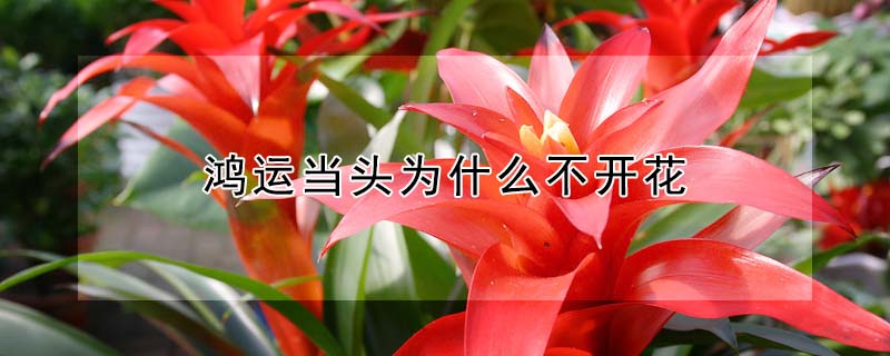 鴻運當頭為什麼不開花