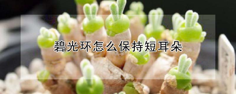 碧光環怎麼保持短耳朵