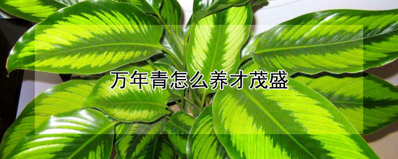 萬年青怎麼養才茂盛