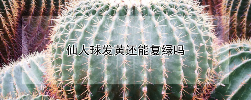仙人球發黃還能複綠嗎