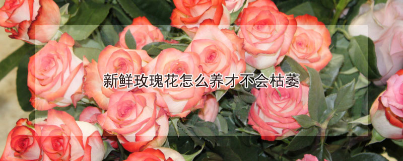 新鮮玫瑰花怎麼養才不會枯萎