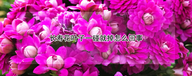 長壽花葉子一碰就掉怎麼回事