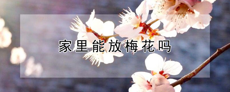 家裏能放梅花嗎
