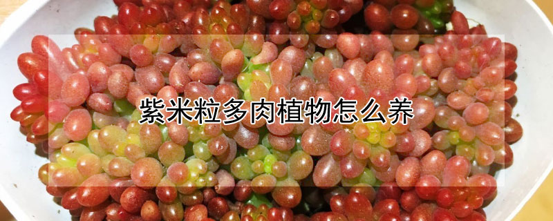紫米粒多肉植物怎麼養