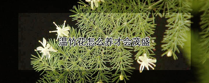 溫竹花怎麼養才會茂盛