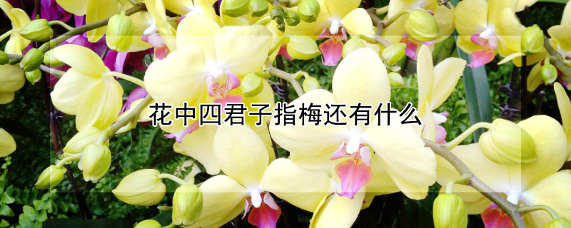 花中四君子指梅還有什麼
