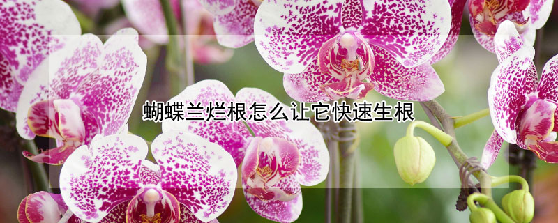 蝴蝶蘭爛根怎麼讓它快速生根