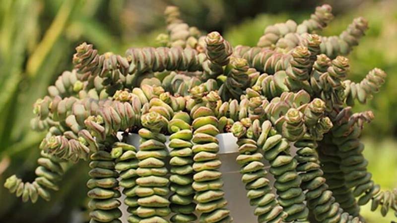 錢串子的養殖方法和注意事項