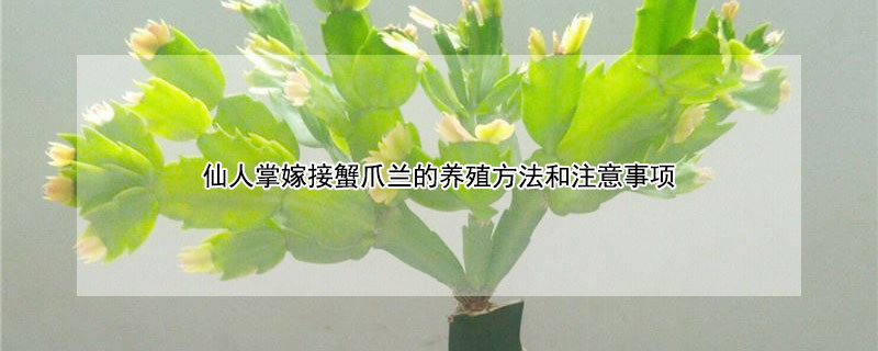 仙人掌嫁接蟹爪蘭的養殖方法和注意事項