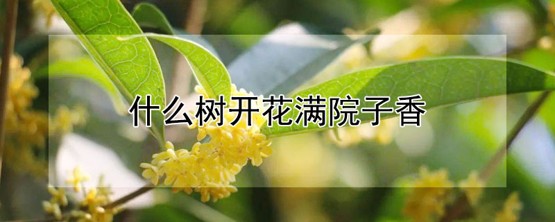什麼樹開花滿院子香