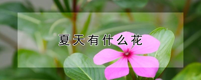 夏天有什麼花