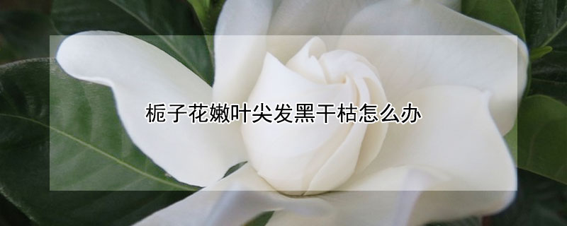 梔子花嫩葉尖發黑幹枯怎麼辦