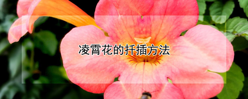 淩霄花的扡插方法