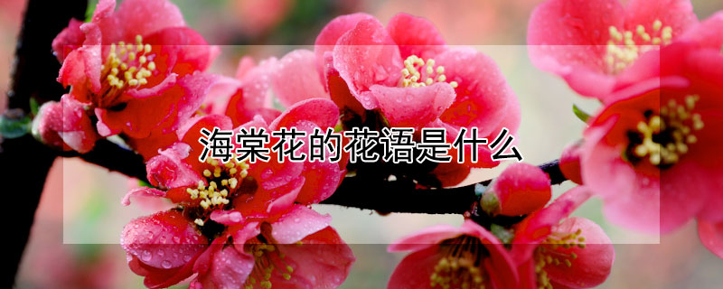海棠花的花語是什麼