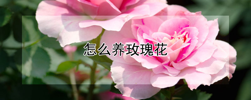 怎麼養玫瑰花