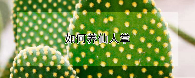 如何養仙人掌