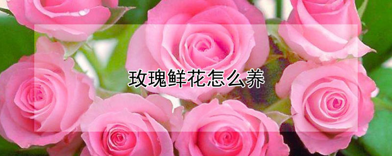 玫瑰鮮花怎麼養