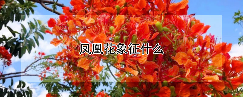 鳳凰花象征什麼