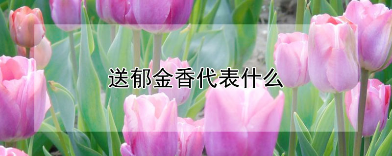 送鬱金香代表什麼