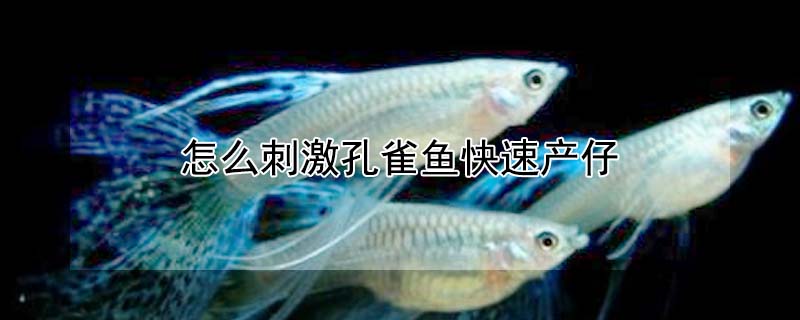 怎麼刺激孔雀魚快速產仔