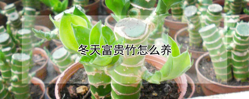 冬天富貴竹怎麼養