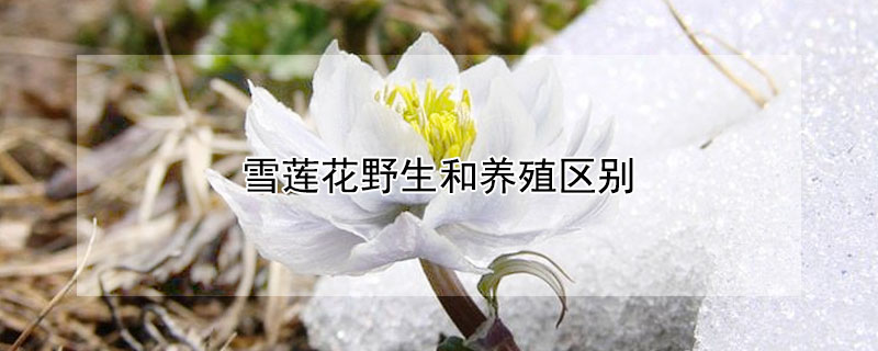 雪蓮花野生和養殖區別