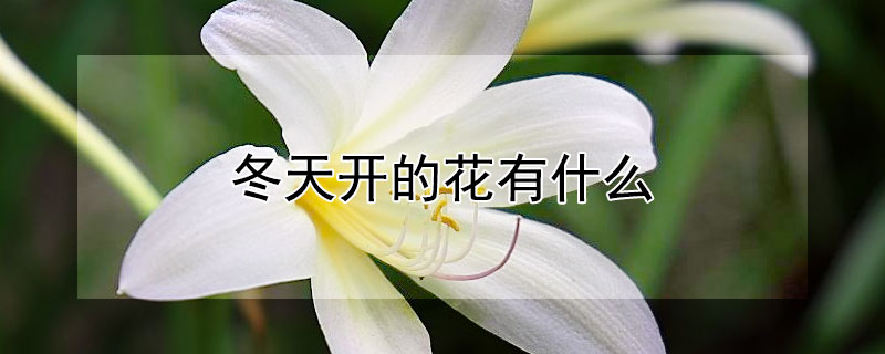 冬天開的花有什麼