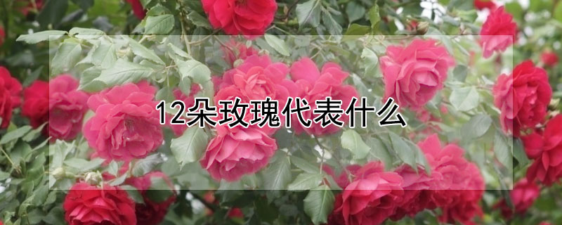 12朵玫瑰代表什麼