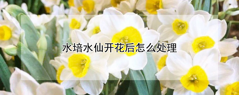 水培水仙開花後怎麼處理