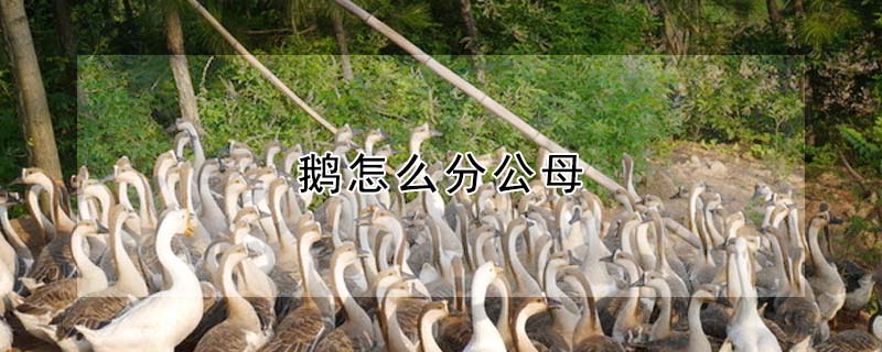 鵝怎麼分公母