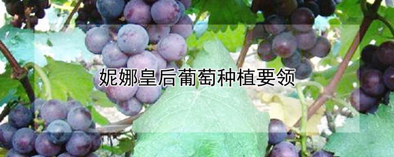 妮娜皇後葡萄種植要領
