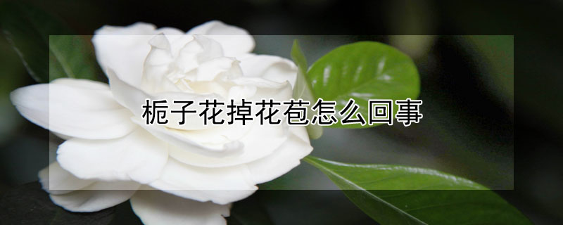梔子花掉花苞怎麼回事
