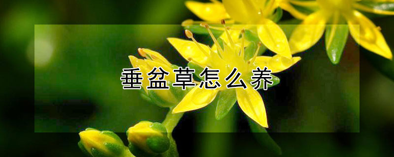 垂盆草怎麼養