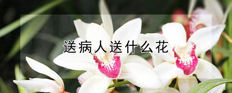 送病人送什麼花
