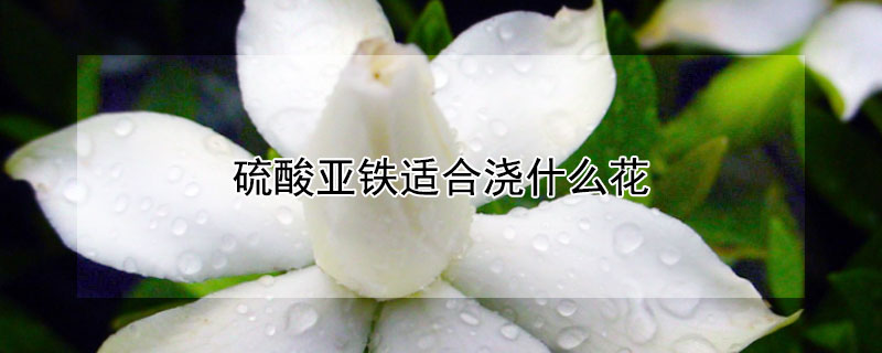 硫酸亞鐵適合澆什麼花