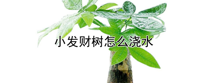 小發財樹怎麼澆水
