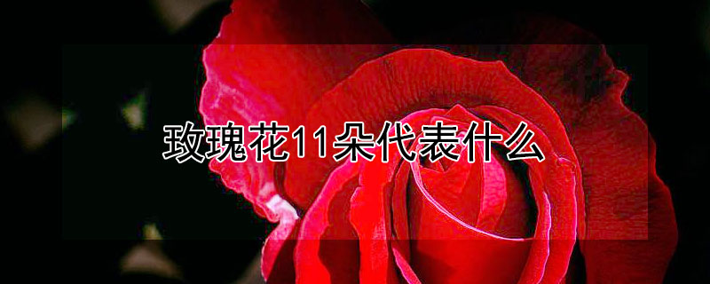 玫瑰花11朵代表什麼