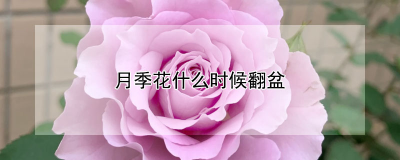 月季花什麼時候翻盆