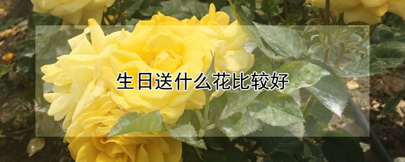 生日送什麼花比較好
