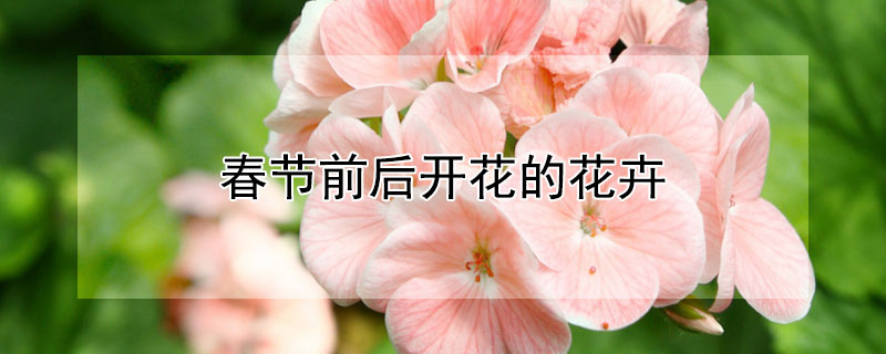 春節前後開花的花卉