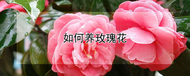 如何養玫瑰花