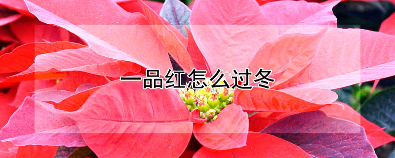 一品紅怎麼過冬