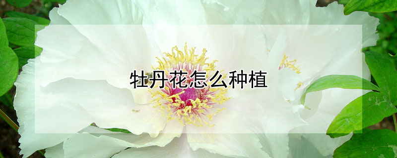 牡丹花怎麼種植