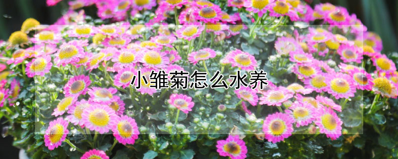 小雛菊怎麼水養