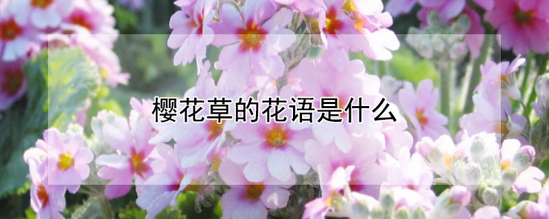 櫻花草的花語是什麼