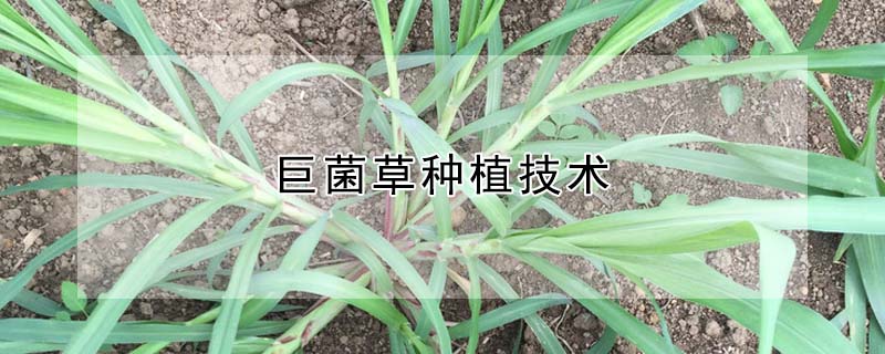 巨菌草種植技術