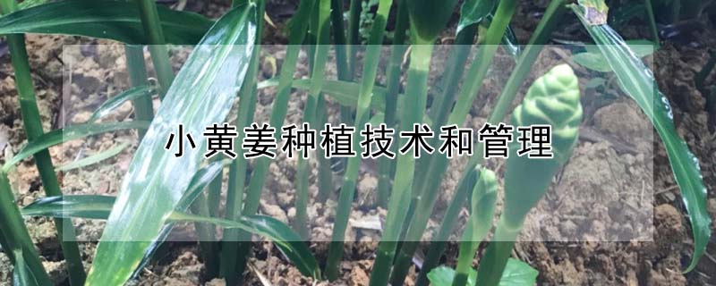 小黃薑種植技術和管理