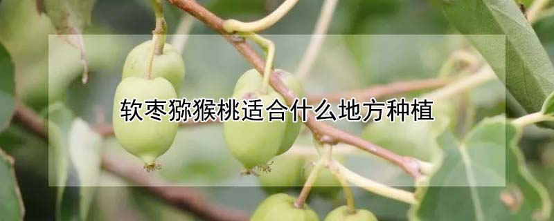 軟棗獼猴桃適合什麼地方種植