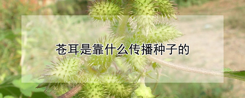 蒼耳是靠什麼傳播種子的